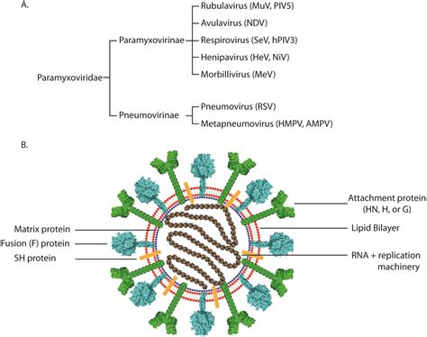 Viruses | Free Full-Text | Paramyxovirus Fusion and Entry: Multiple Paths to a Common End