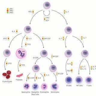 (PDF) JAK kinase targeting in hematologic malignancies: A sinuous pathway from identification of ...