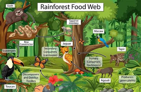 Download Diagram showing food web in the rainforest for free | Rainforest food web, Food web ...