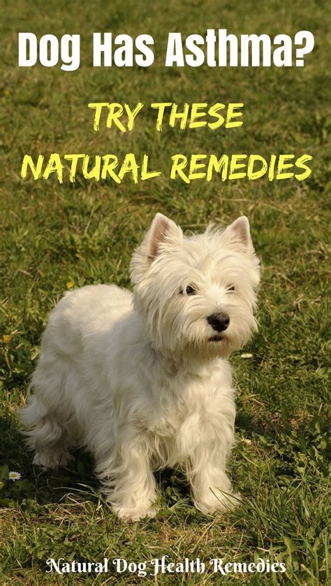 Use these natural remedies to help dogs with asthma. #dogcare #doghealth | Dog asthma, Dog ...