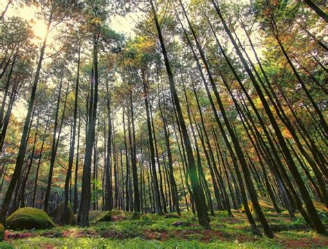 Perbedaan Hutan Hujan Tropis dengan Hutan Hujan Iklim Sedang - Konsep ...