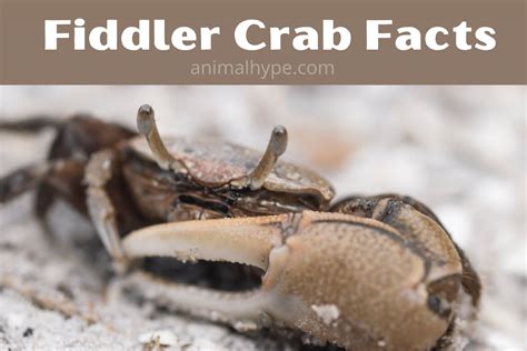 Fiddler Crab Facts: All You Need To Know - Animal Hype