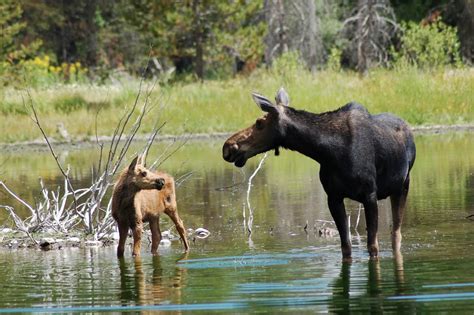 Wildlife | Moose Head Ranch | a Jackson Hole Dude Ranch Vacation ...