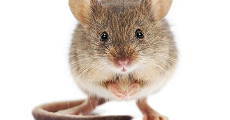 Things You Need to Know About Mouse Poison and Your Pets | Diamond Pet ...