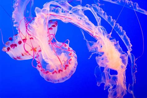 Frilly jellyfish | Wearable inspirations | Pinterest | Jellyfish, Marine life and Wild life