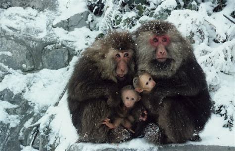 Monkeys of Emeishan
