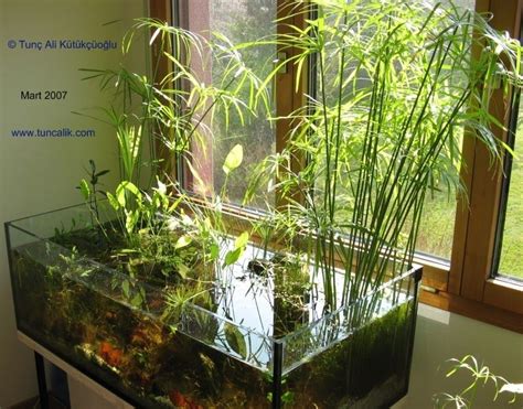 Exemple d'un aquarium naturel | Amazing aquariums, Indoor water garden, Aquarium design