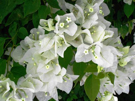 ~~white bougainvillea~~ | Bougainvillea, Green thumb, Secret garden