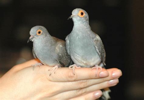 Diamond Dove Facts, Pet Care, Temperament, Feeding, Pictures | Singing Wings Aviary