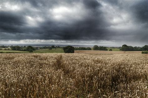 Dried grass field under cloudy day photograph HD wallpaper | Wallpaper Flare