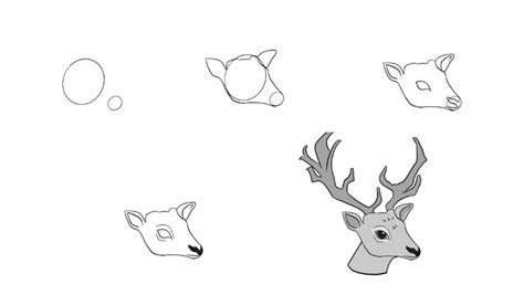 How To Draw A Deer Head Step By Step Easy