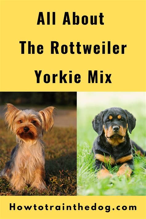 All About the Rottweiler Yorkie Mix (With Pictures) - How To Train Your Dog