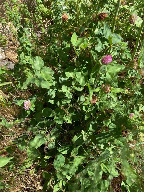 Red Clover Seeds Red Clover Cover Crop Seeds Red Clover | Etsy