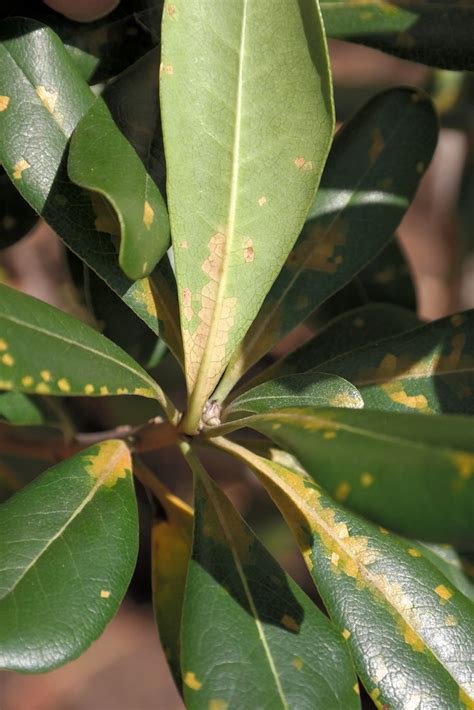 Cercospora leaf spot of Japanese pittosporum (Pittsporum t… | Flickr