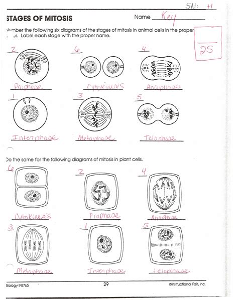 Cell Cycle And Mitosis Worksheet – Imsyaf.com