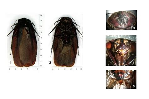 Megaloblatta Longipennis: All you need to know | APB