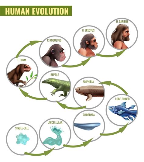 Human Evolution Stages