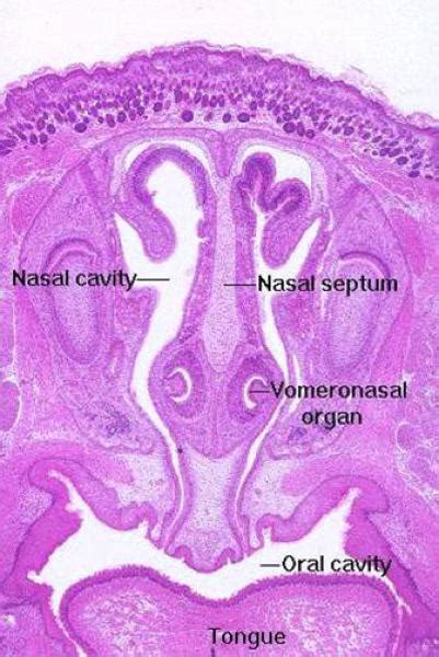 Respiratory