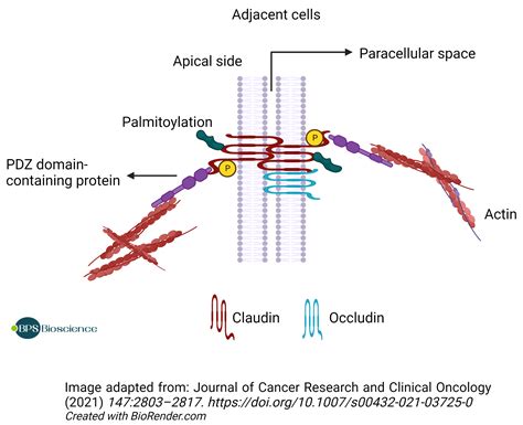 Structure and Function of the Claudin Family