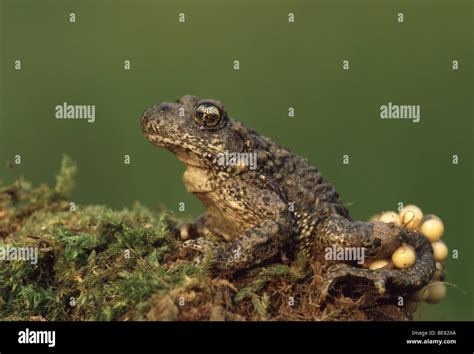 Midwife toad with eggs (Alytes obstetricans), the Netherlands Stock Photo - Alamy