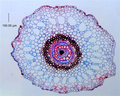 Marsileaceae Marsilea Patterns In Nature, Color Patterns, Microscopy Art, Microscopic ...
