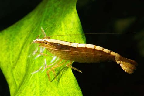 Bamboo Shrimp (Atyopsis Moluccensis): Ultimate Care Guide - Fish Laboratory