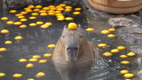 Capybara with mandarin orange on head in the open-air bath☆みかんを頭にのせるカピバラ... | Capybara, Cute ...