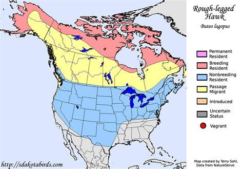 Rough-legged hawk - Species Range Map