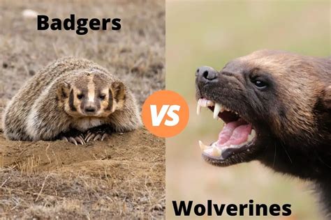 Badger Vs Wolverine | How They Compare | Assorted Animals