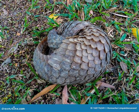 Pangolin Lies Rolled into Ball on Grass Stock Image - Image of lies ...