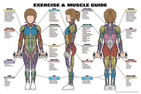 Women's Exercise and Muscle Guide Professional Fitness Wall Chart ...