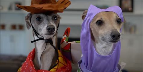 How Are Jenna Marbles and Julien Solomita's Dogs Doing Now?