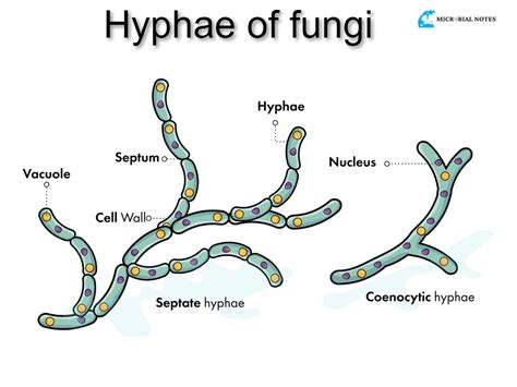 Fungal hyphae - Its definition, structure, and functions - Microbial notes