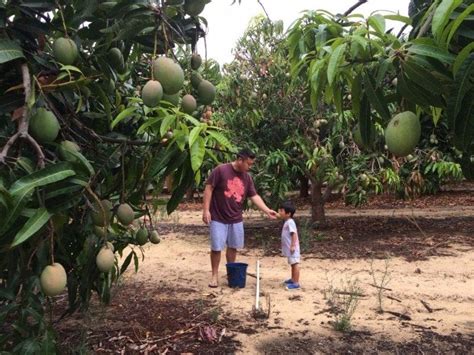 Perth Mango Farm - Buggybuddys guide for families in Perth