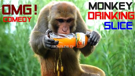 OMG! MONKEY DRINKING SLICE || HILLARIOUS MONKEY VIDEO || FUNNY MONKEY MOMENTS - YouTube