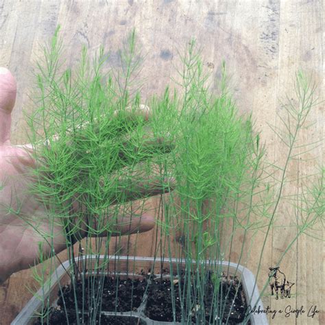 How to Grow Asparagus From Seed - Salt in my Coffee