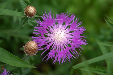 Basket Flower: Plant Care & Growing Guide