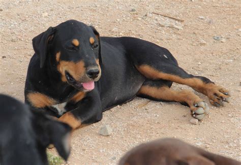 Pitweiler, American Pit Bull Terrier and Rottweiler Mix - SpockTheDog.com