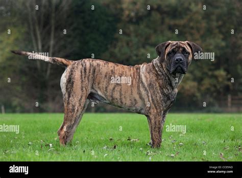 Boerboel, mastiff dog breed from South Africa Stock Photo - Alamy