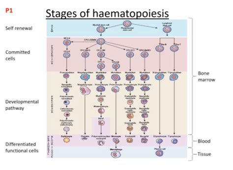 Haematopoiesis Flashcards | Quizlet