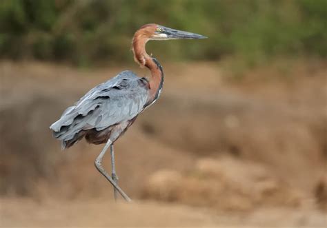 18 Different Types Of Herons With Photos & Facts