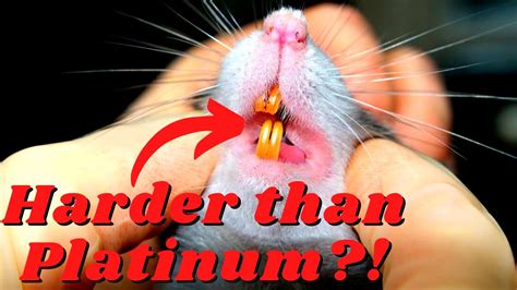 Rat Teeth: 7 Fascinating Facts That You Should Know – HousePetsCare.com