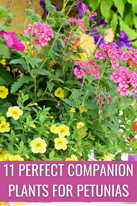 11 Perfect Companion Plants For Petunias (And 5 To Plant Apart)