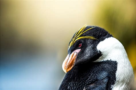 Macaroni penguin (Eudyptes chrysolophus) on South Georgia Island ...