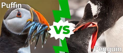 Puffin vs Penguin: What Are the Differences? - A-Z Animals