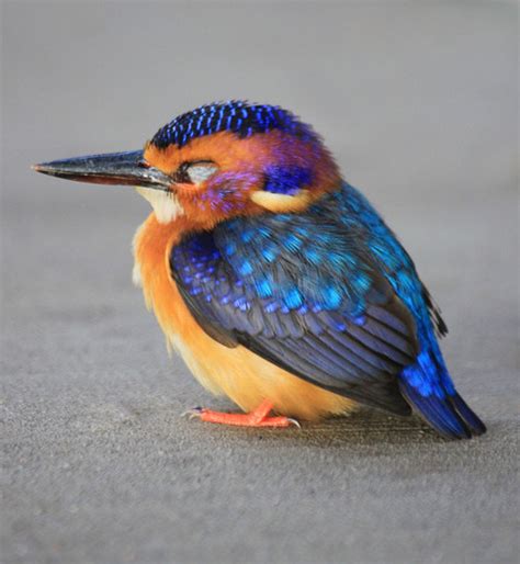 Pygmy Kingfisher: Colorful, little bird » Everybody Feels the Wind Blow