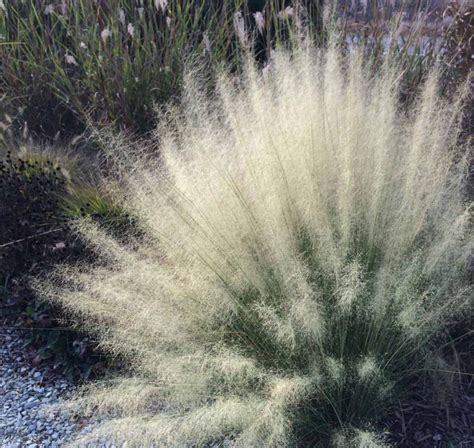 White Muhly Grass | BCMGVA.org