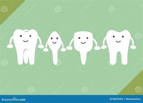 Tooth Type - Incisor, Canine, Premolar, Molar, Dental Cartoon Vector ...