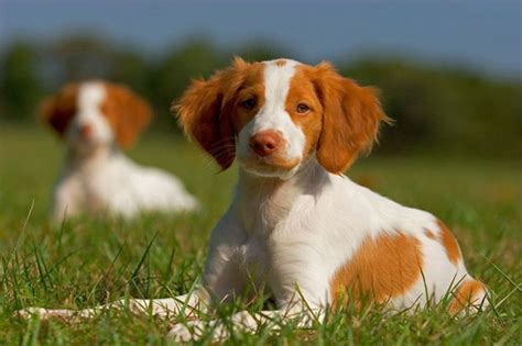 American Brittany Puppy Photos | Brittany dog, Brittany spaniel puppies, Brittany puppies