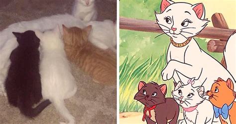 Owners Named Their Cat Duchess And Then She Gave Birth To All Of “The ...